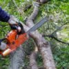 Tree Trimming Removal