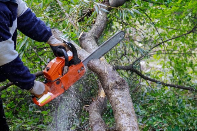 Tree Trimming Removal
