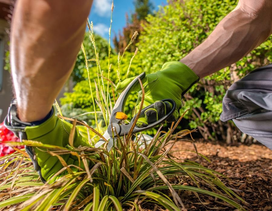 Tree Trimming Removal